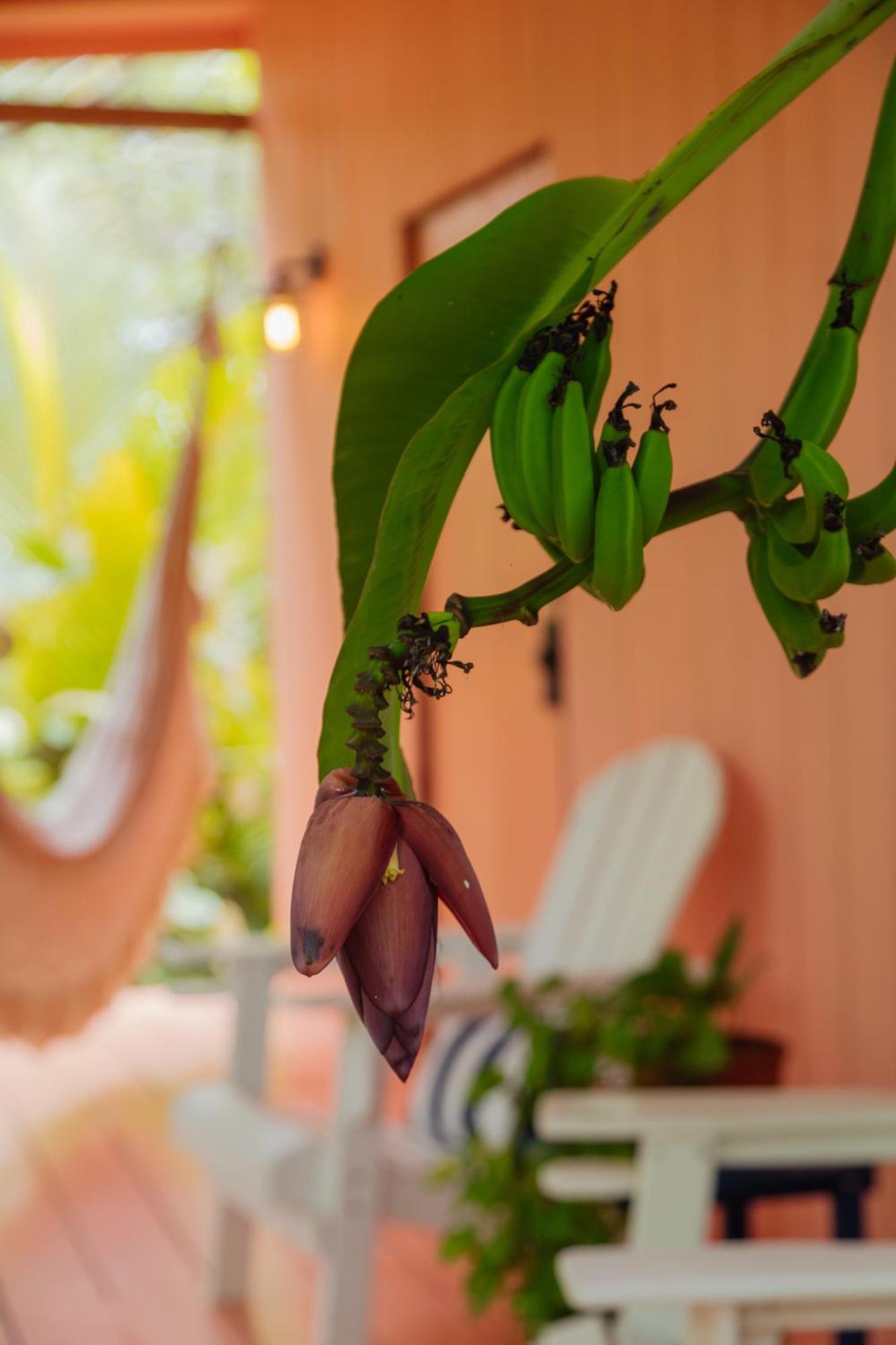 Solea Villa Tropical Santa Marta  Eksteriør bilde